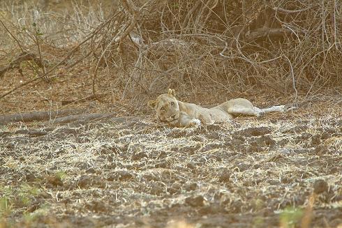 Lioness coming round from anaesthetic Lioness coming round from anaesthetic