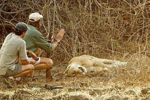Stretch pleading calmness from daughter lioness Calming daughter