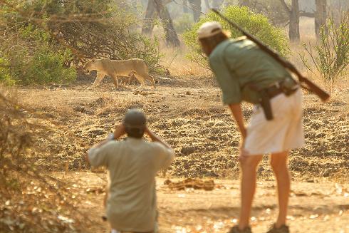 Daughter and cubs frustratingly make their way to immobilised mother Daughter and cubs frustratingly making their way to immobilised lioness