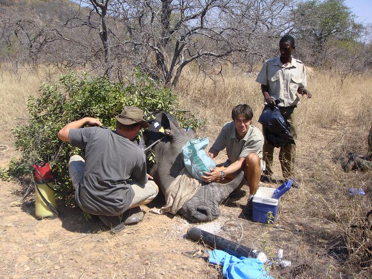 Keith cooling rhino horn implant Keith cooling rhino horn implant