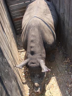 white rhino in crate