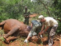 attending to rhino's ear